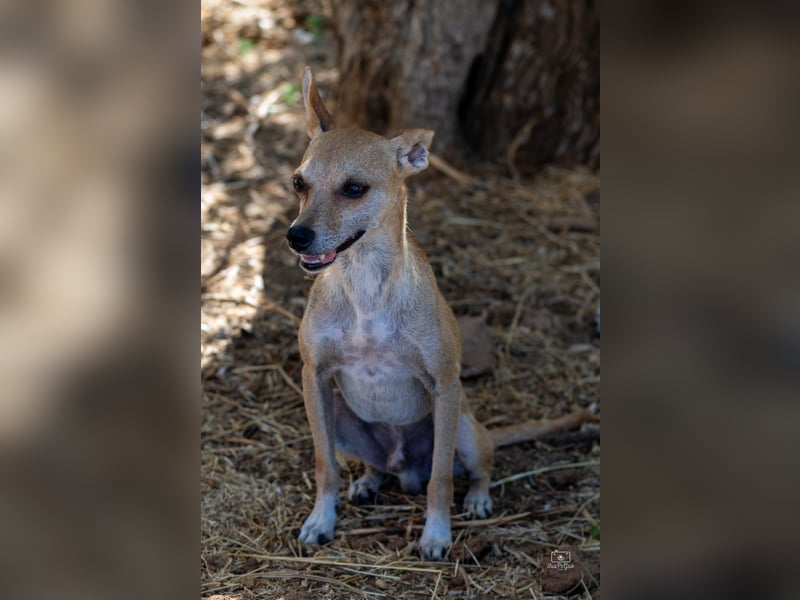 Diddi – kleiner Charakterhund mit großem Bedürfnis nach Ruhe und Nähe