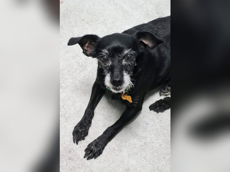 Paca - graue Schnute sucht jemanden für Streicheleinheiten Paca - graue Schnute sucht jemanden für Streicheleinheiten