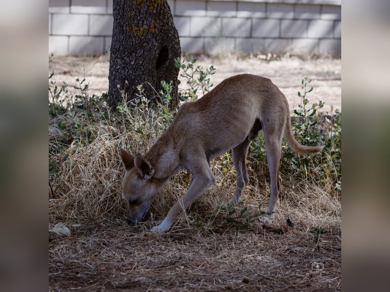 Diddi – kleiner Charakterhund mit großem Bedürfnis nach Ruhe und Nähe
