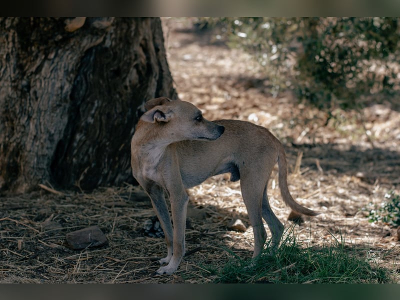 Diddi – kleiner Charakterhund mit großem Bedürfnis nach Ruhe und Nähe