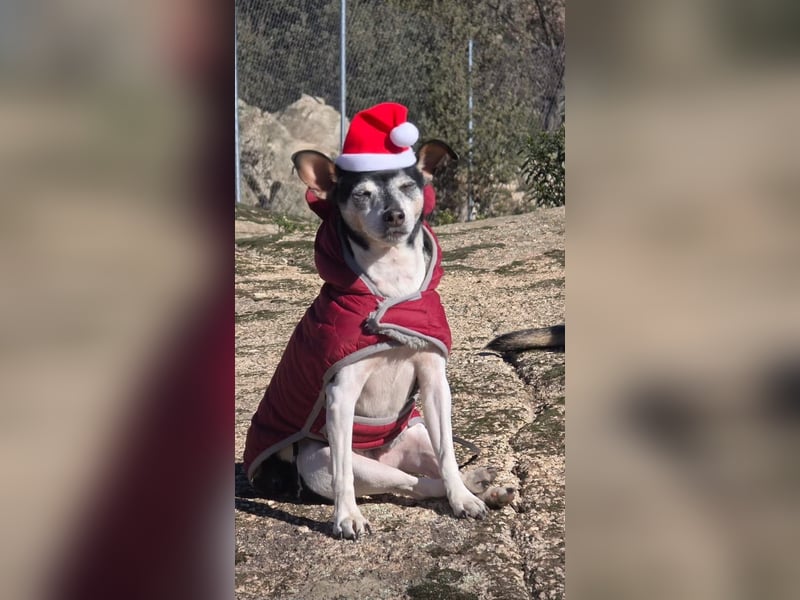 Quenepo - Seniorenrüde sucht ruhigen Altersruhesitz Quenepo - Seniorenrüde sucht ruhigen Altersruhesitz