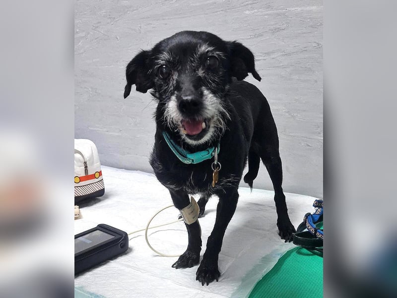 Paca - graue Schnute sucht jemanden für Streicheleinheiten Paca - graue Schnute sucht jemanden für Streicheleinheiten