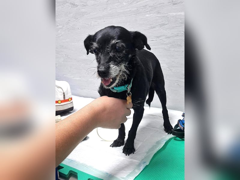 Paca - graue Schnute sucht jemanden für Streicheleinheiten Paca - graue Schnute sucht jemanden für Streicheleinheiten