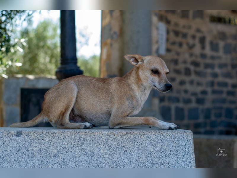 Diddi – kleiner Charakterhund mit großem Bedürfnis nach Ruhe und Nähe