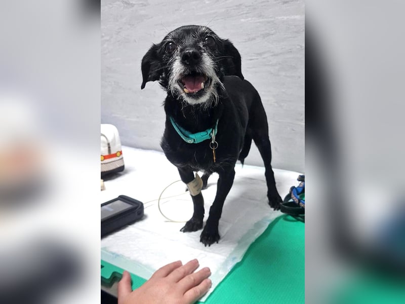 Paca - graue Schnute sucht jemanden für Streicheleinheiten Paca - graue Schnute sucht jemanden für Streicheleinheiten