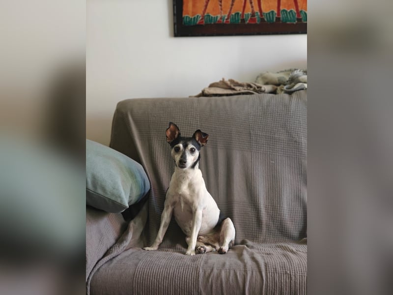 Quenepo - Seniorenrüde sucht ruhigen Altersruhesitz Quenepo - Seniorenrüde sucht ruhigen Altersruhesitz