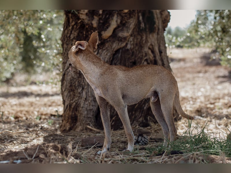 Diddi – kleiner Charakterhund mit großem Bedürfnis nach Ruhe und Nähe