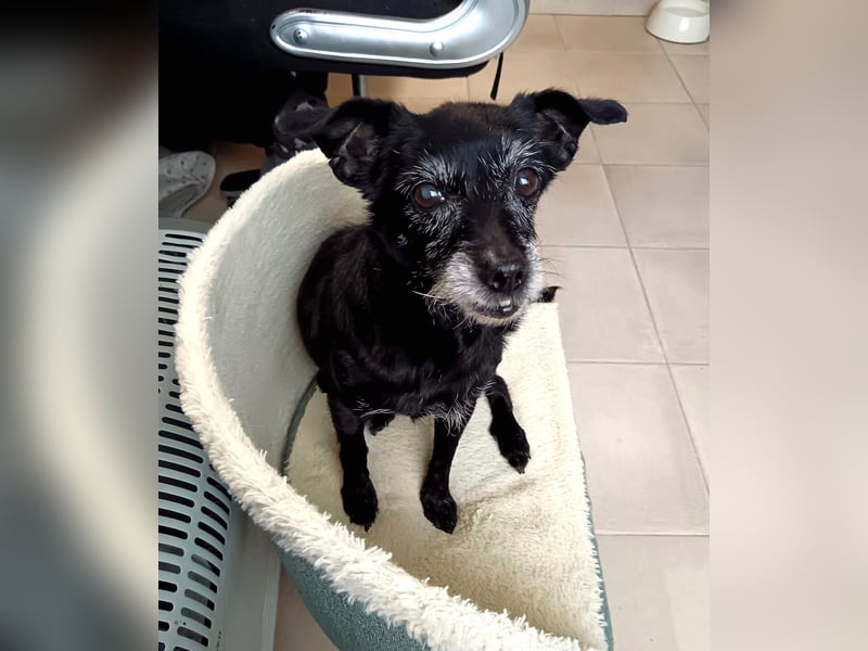 Paca - graue Schnute sucht jemanden für Streicheleinheiten Paca - graue Schnute sucht jemanden für Streicheleinheiten