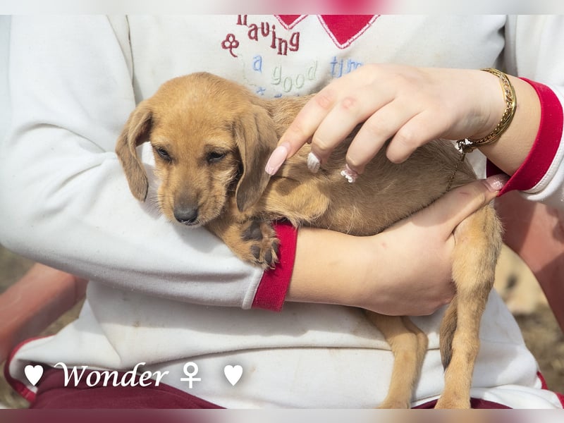 Wella, Wonder, Stevie und Summer suchen ein Zuhause