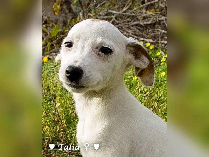 Sechs kleinbleibende Welpen  suchen ein Zuhause