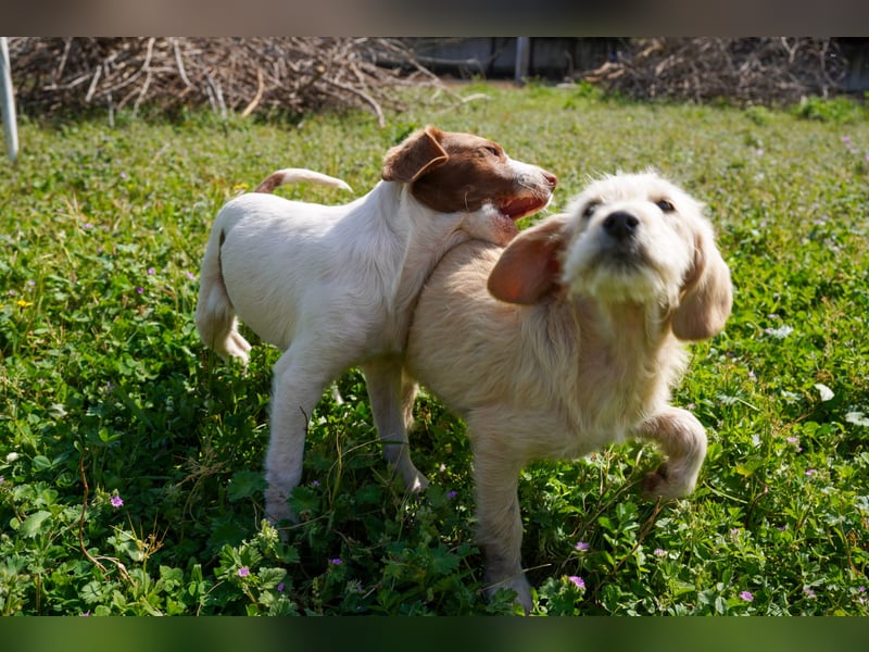 Wonder, Willie, Wilma und Summer suchen ein Zuhause