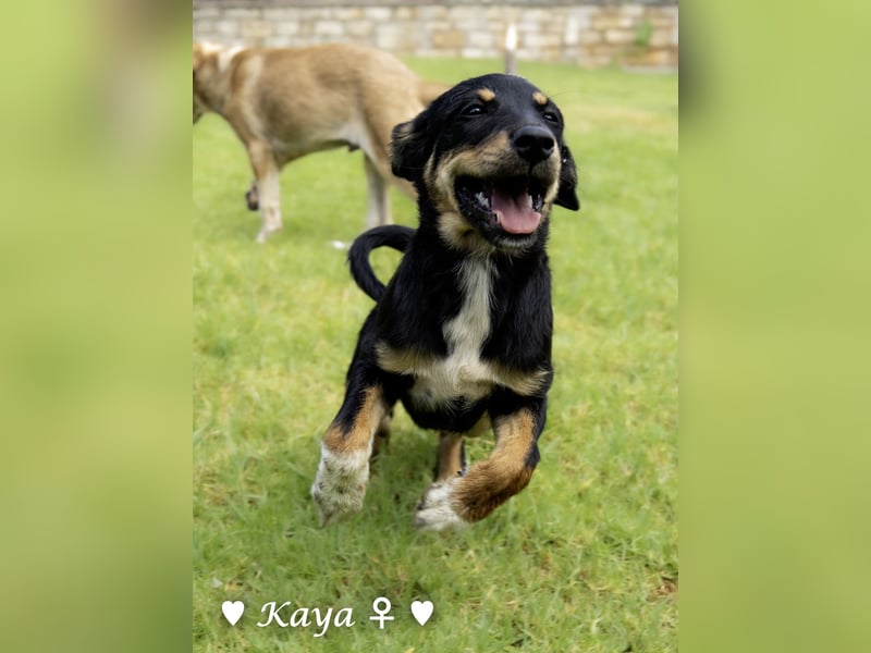 Kaya und Kastor suchen ab sofort ein Zuhause