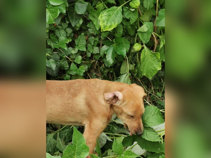 Die zarte Minnie  sucht  ein Zuhause  (lebt in der Südpfalz)