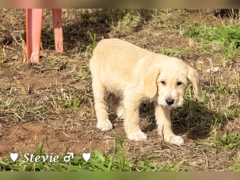 Wella, Wonder, Stevie und Summer suchen ein Zuhause