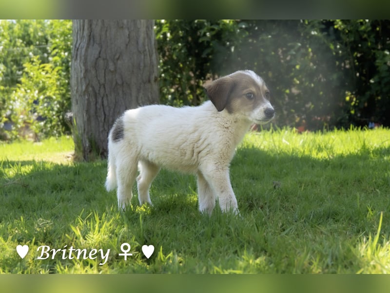 Britney und Brownie suchen ab August ein Zuhause