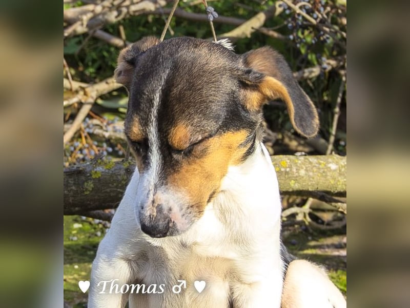 Thomas sucht ein Zuhause