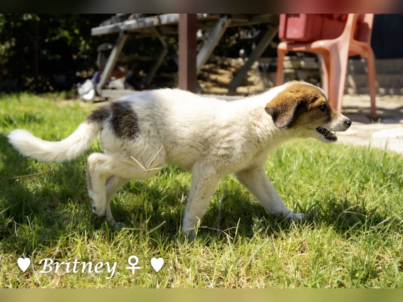Britney und Brownie suchen ab August ein Zuhause