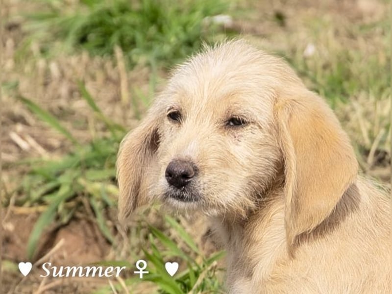 Wella, Wonder, Stevie und Summer suchen ein Zuhause