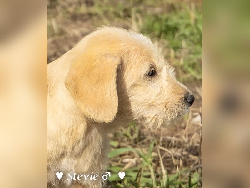 Wella, Wonder, Stevie und Summer suchen ein Zuhause