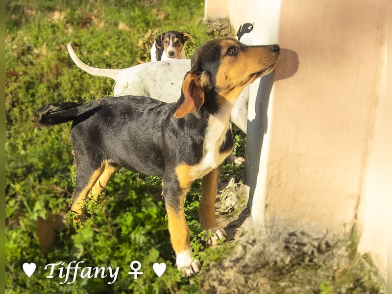 Update: drei Winzlinge  suchen ein Zuhause