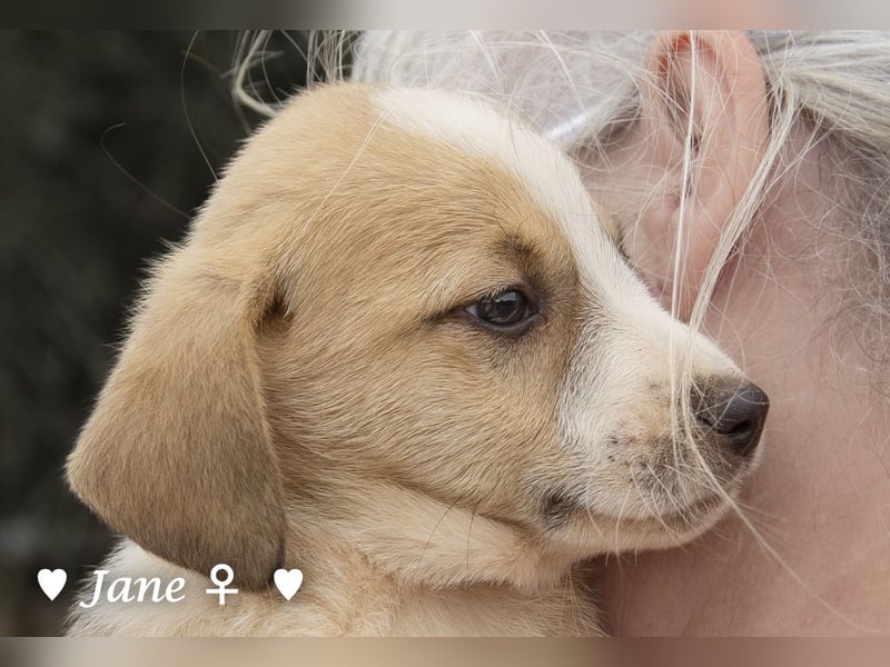 Juna, Julie, Joanna, Jill und Jane suchen ab Januar ein Zuhause Juna, Julie, Joanna, Jill und Jane suchen ab Januar ein Zuhause