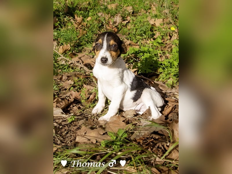 Sechs kleinbleibende Welpen  suchen ein Zuhause