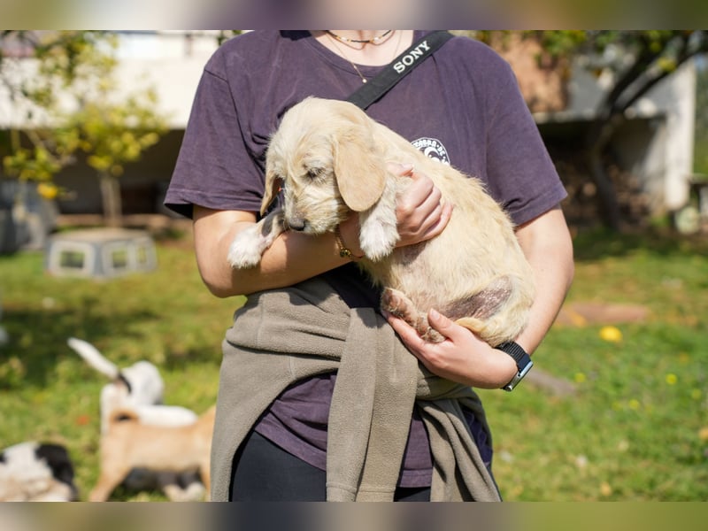 Wonder, Willie, Wilma und Summer suchen ein Zuhause