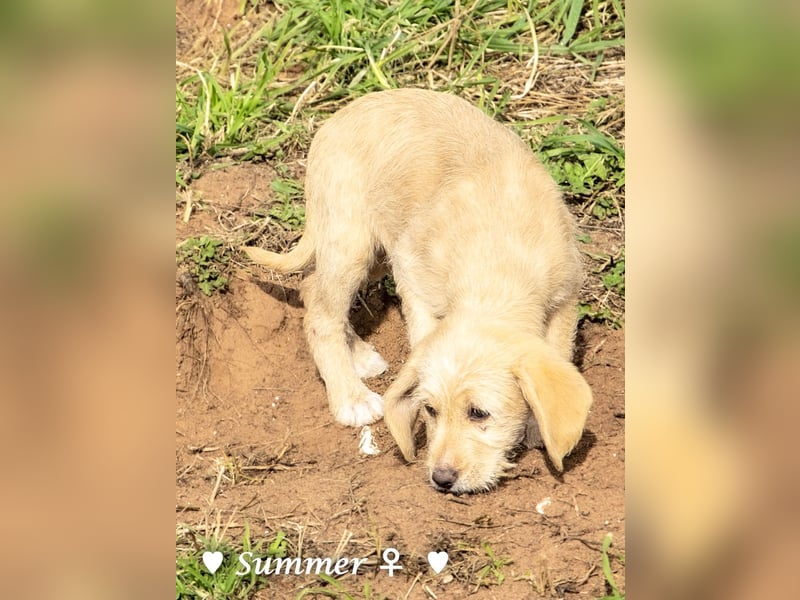 Wella, Wonder, Stevie und Summer suchen ein Zuhause