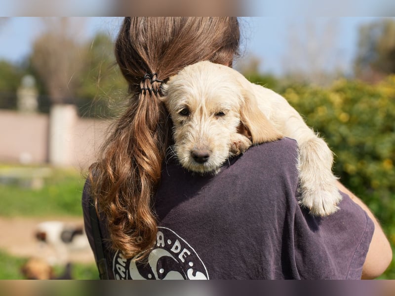 Wonder, Willie, Wilma und Summer suchen ein Zuhause