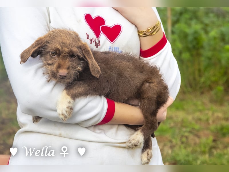 Wella, Wonder, Stevie und Summer suchen ein Zuhause