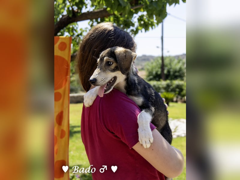 Update: Mischlingswelpen Bado und Bilko   suchen ein Zuhause