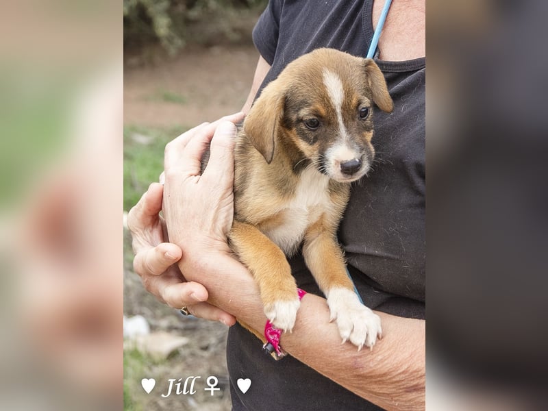Juna, Julie, Joanna, Jill und Jane suchen ab Januar ein Zuhause Juna, Julie, Joanna, Jill und Jane suchen ab Januar ein Zuhause