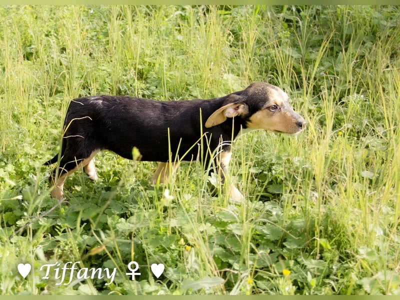 Sechs kleinbleibende Welpen  suchen ein Zuhause
