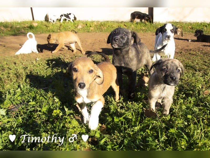 Update: drei Winzlinge  suchen ein Zuhause