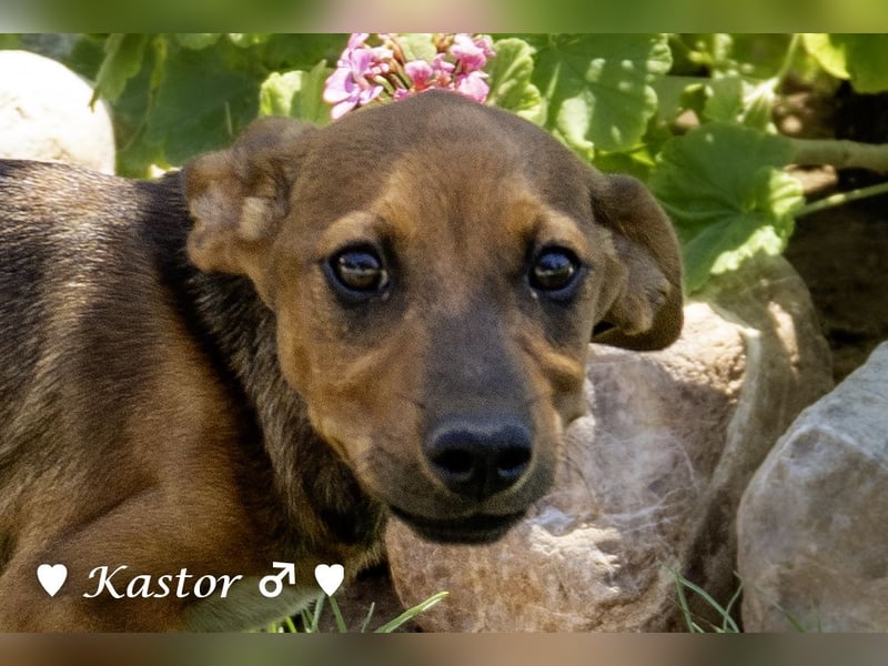 Kaya und Kastor suchen ab sofort ein Zuhause