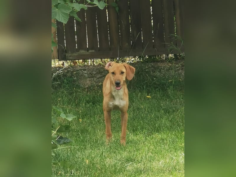 Die zarte Minnie  sucht  ein Zuhause  (lebt in der Südpfalz)