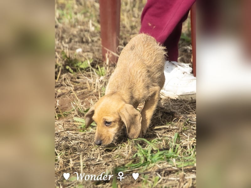 Wella, Wonder, Stevie und Summer suchen ein Zuhause