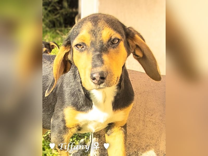 Update: drei Winzlinge  suchen ein Zuhause