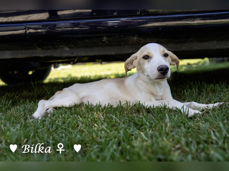 Update: Mischlingswelpen Bado und Bilko   suchen ein Zuhause