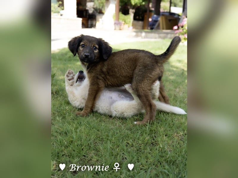 Britney und Brownie suchen ab August ein Zuhause