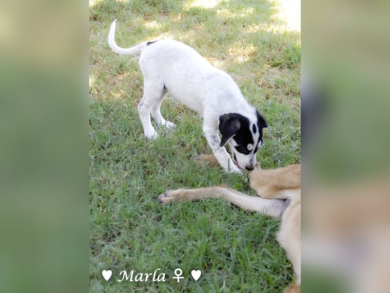 Marla sucht ein Zuhause