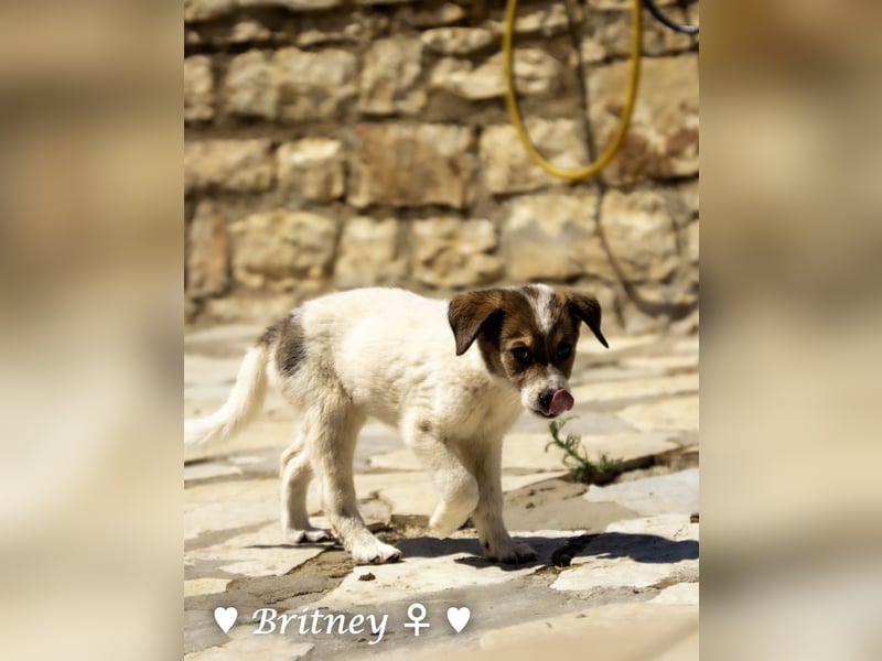 Britney und Brownie suchen ab August ein Zuhause