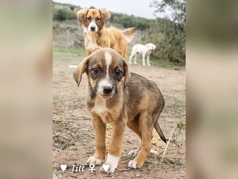 Juna, Julie, Joanna, Jill und Jane suchen ab Januar ein Zuhause Juna, Julie, Joanna, Jill und Jane suchen ab Januar ein Zuhause