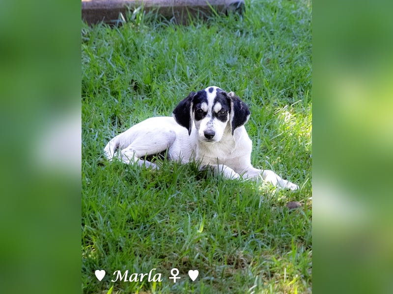 Marla sucht ein Zuhause