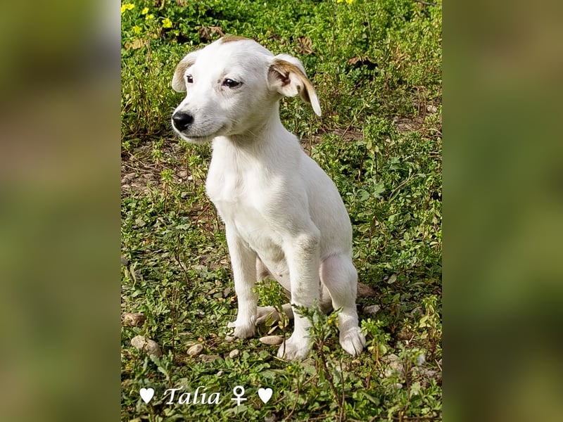 Sechs kleinbleibende Welpen  suchen ein Zuhause