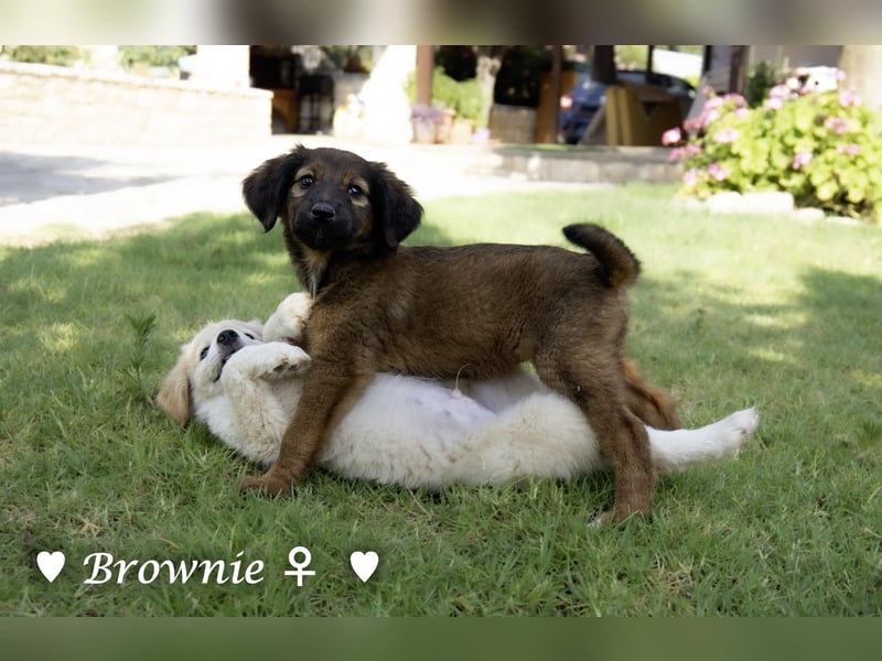 Britney und Brownie suchen ab August ein Zuhause
