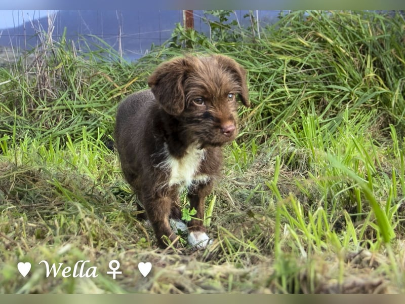 Wella, Wonder, Stevie und Summer suchen ein Zuhause