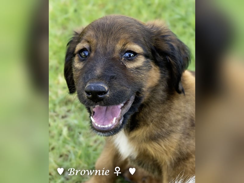 Britney und Brownie suchen ab August ein Zuhause