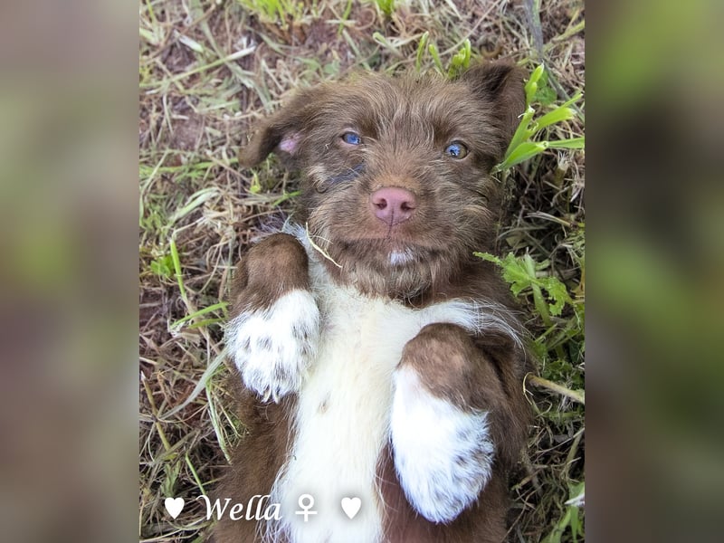 Wella, Wonder, Stevie und Summer suchen ein Zuhause