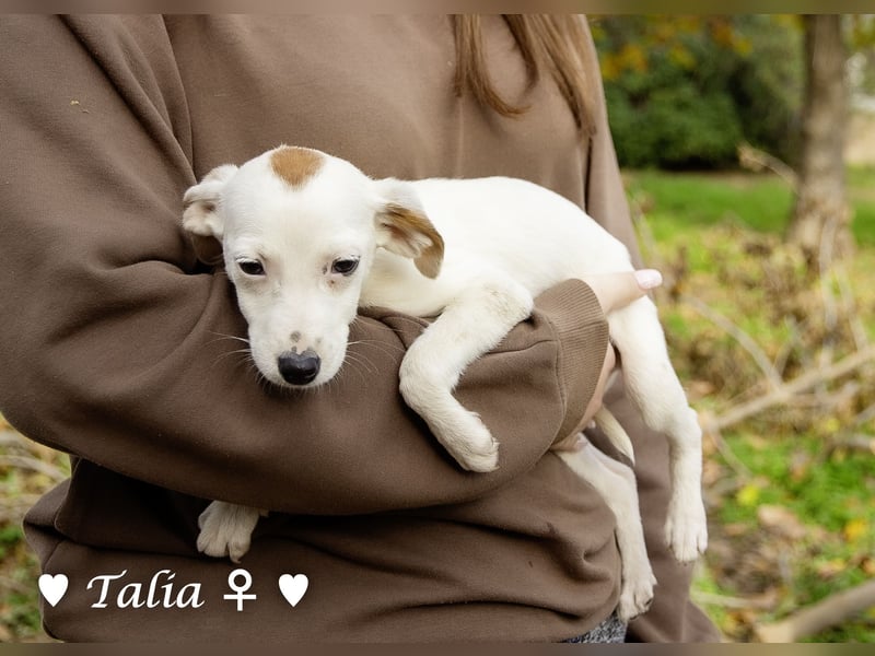 Sechs kleinbleibende Welpen  suchen ein Zuhause